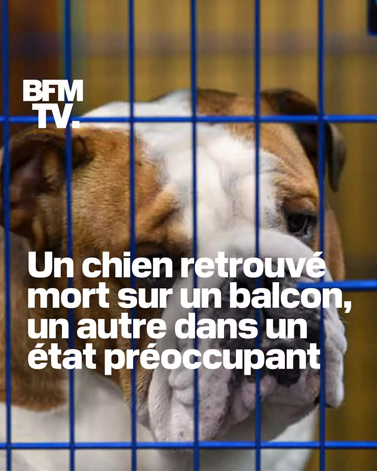 Un chien retrouvé mort sur un balcon, un autre dans un état de santé préoccupant