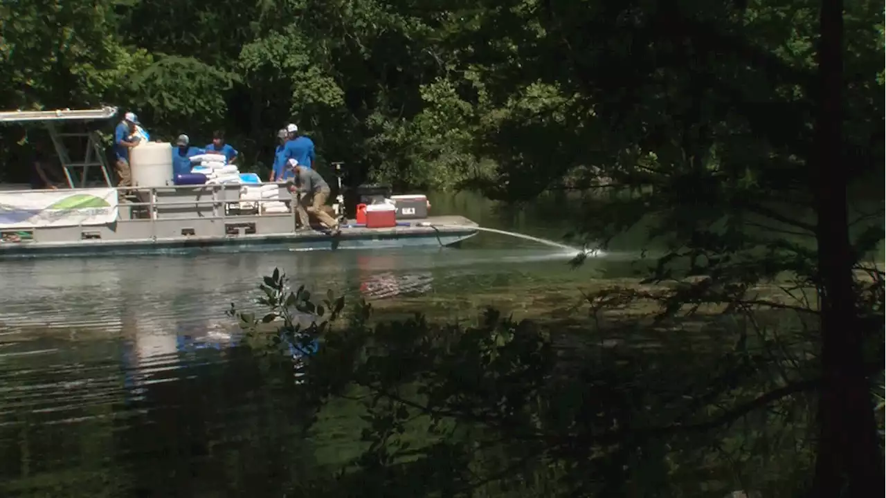 Austin begins annual algae reduction program on Lady Bird Lake