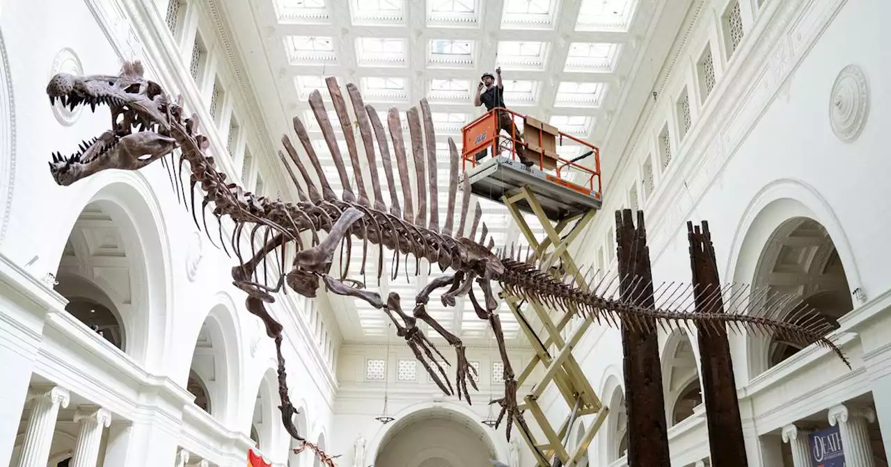 Field Museum welcomes world’s largest predatory dinosaur