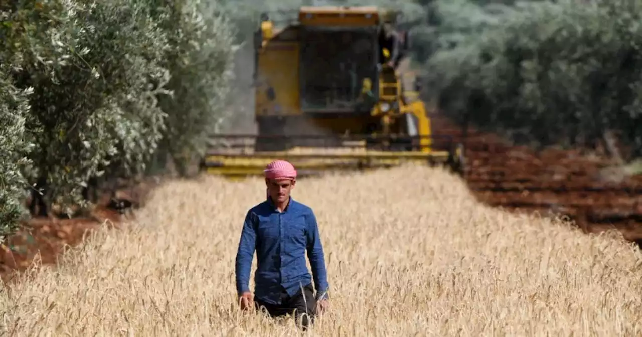 Agriculture. En Syrie, la récolte de blé s’annonce prometteuse