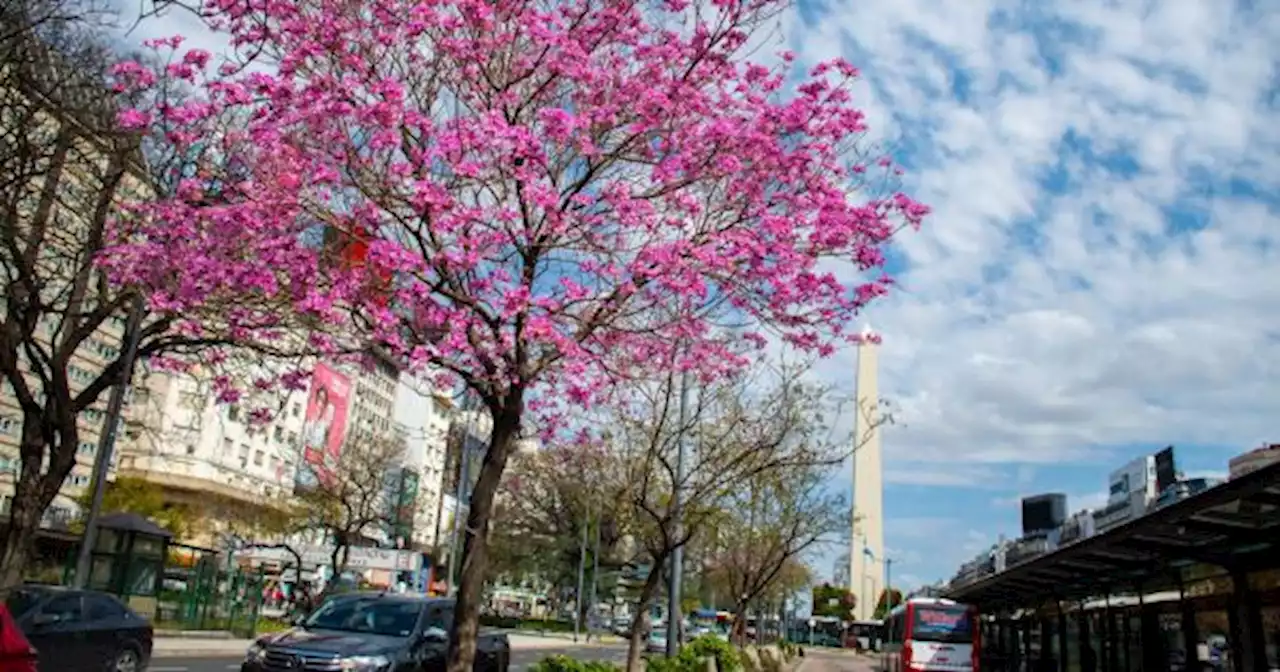 D�a mundial del medio ambiente: la Ciudad plantar� m�s de 22 mil �rboles