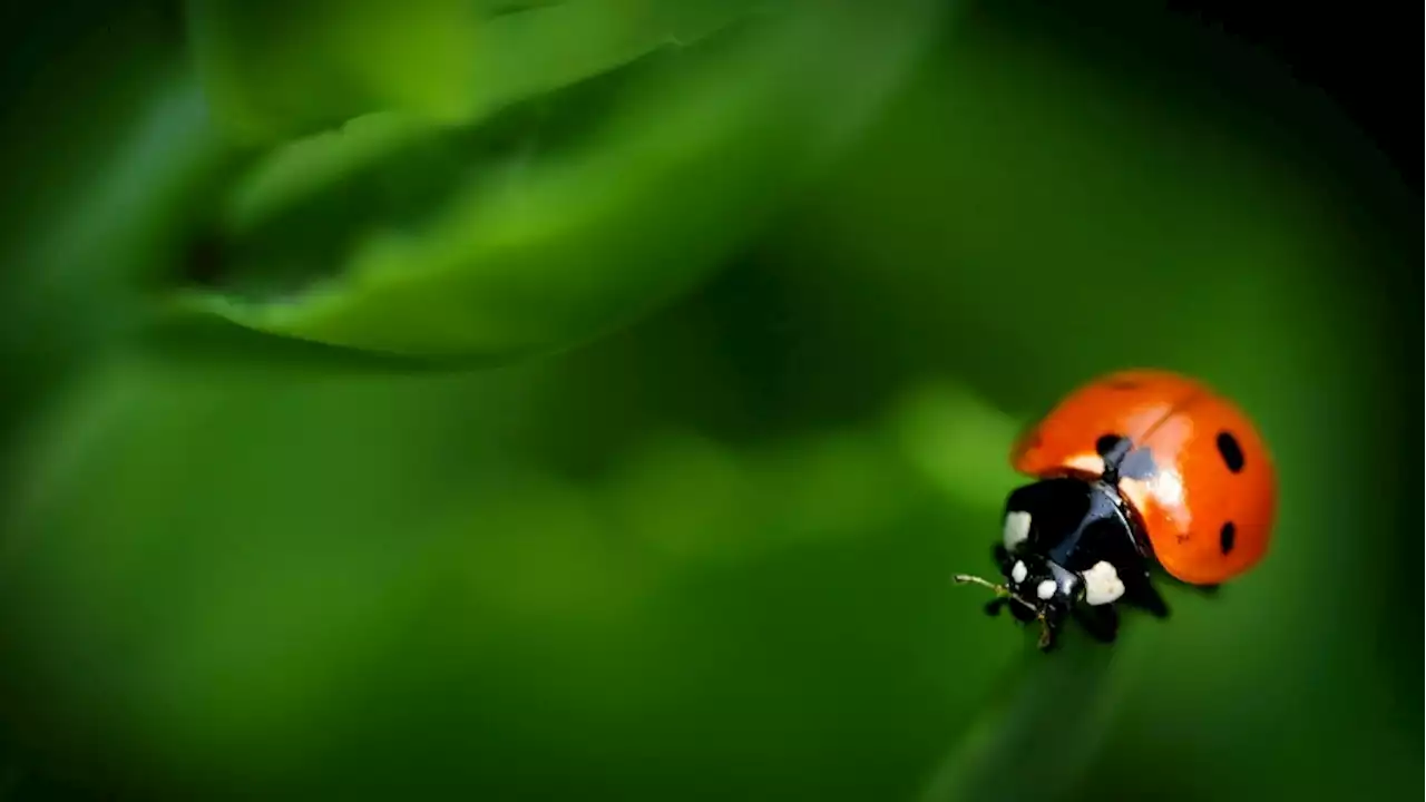 Colwood releases thousands of ladybugs to protect trees and parks