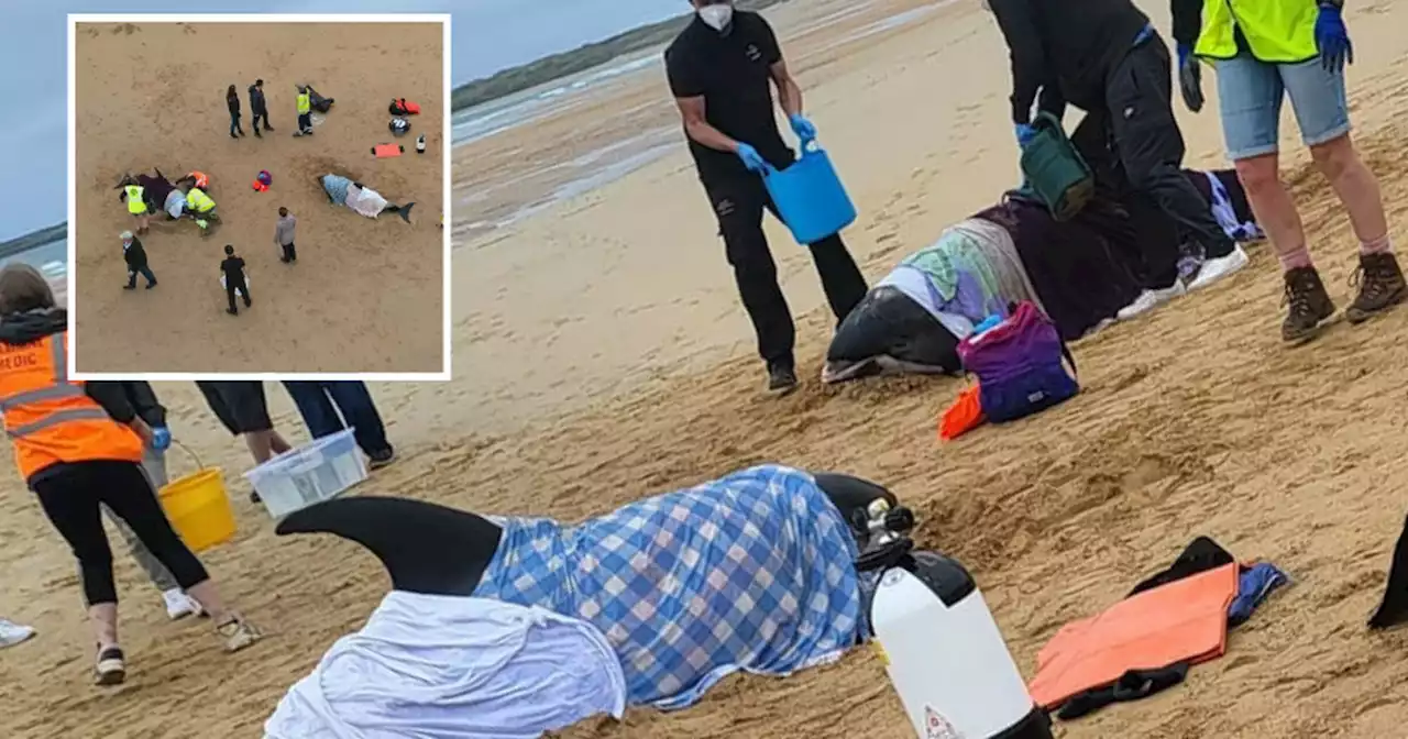 Dolphins stranded on Scots beach as mercy workers rush to stage rescue effort