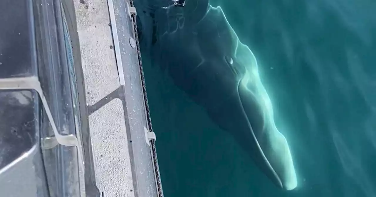 Moment curious whale swims up to Scots on boat in 'very special encounter'