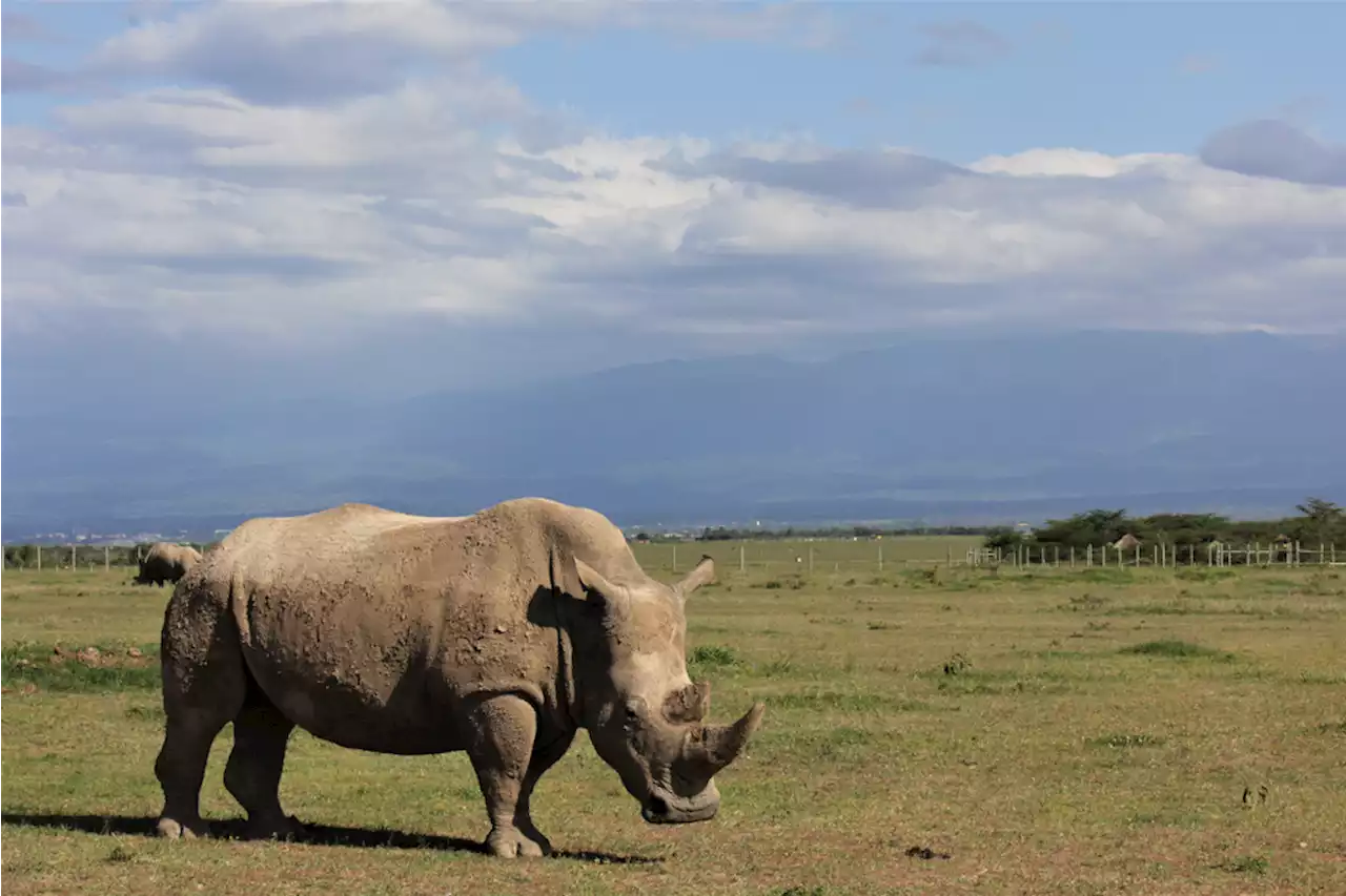 Northern White Rhinos Are Almost Gone. Should Scientists Bring Them Back?