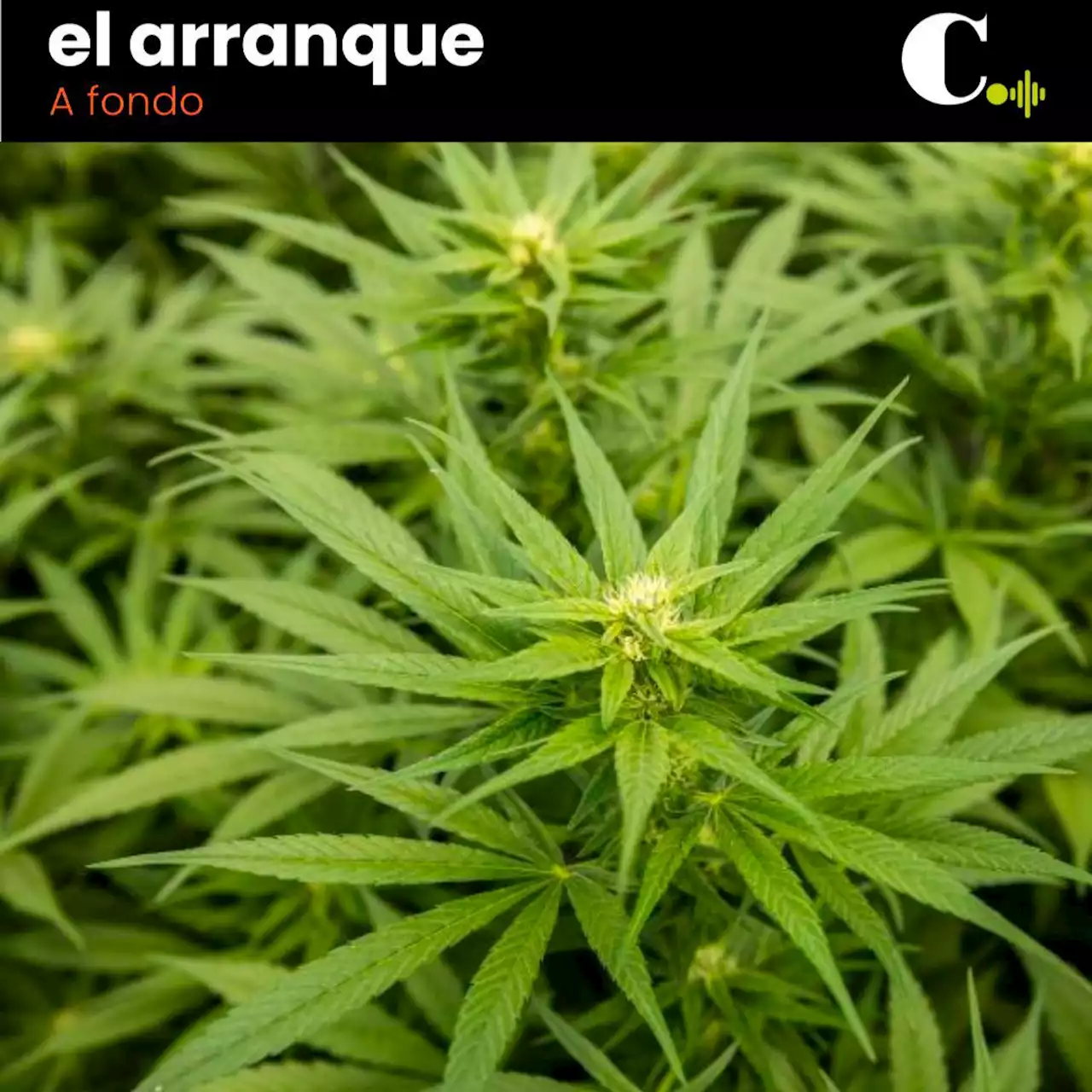 La marihuana será legal en Colombia, ¿qué sigue después?