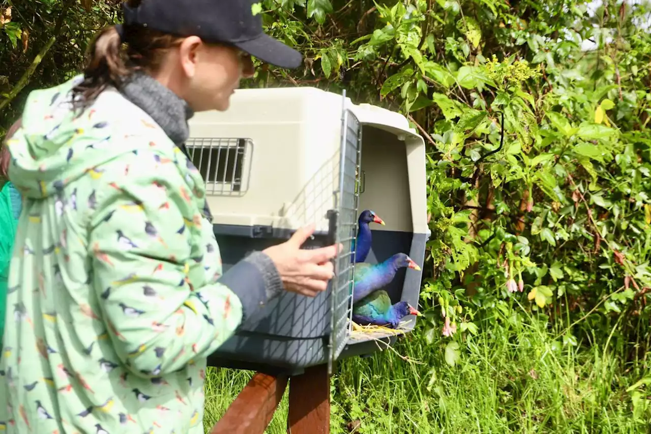 Liberan 43 animales silvestres en el humedal La Conejera