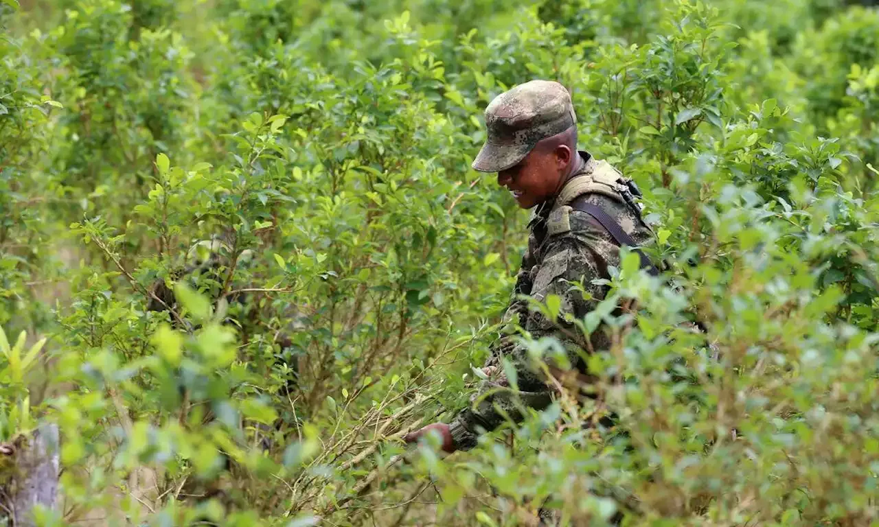 Así Le Fue A La Erradicación De Cultivos De Hoja De Coca En Los ...