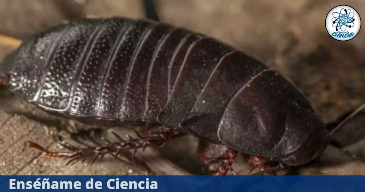 Avistan en Australia megacucaracha carnívora que se creía extinta desde hace 100 años