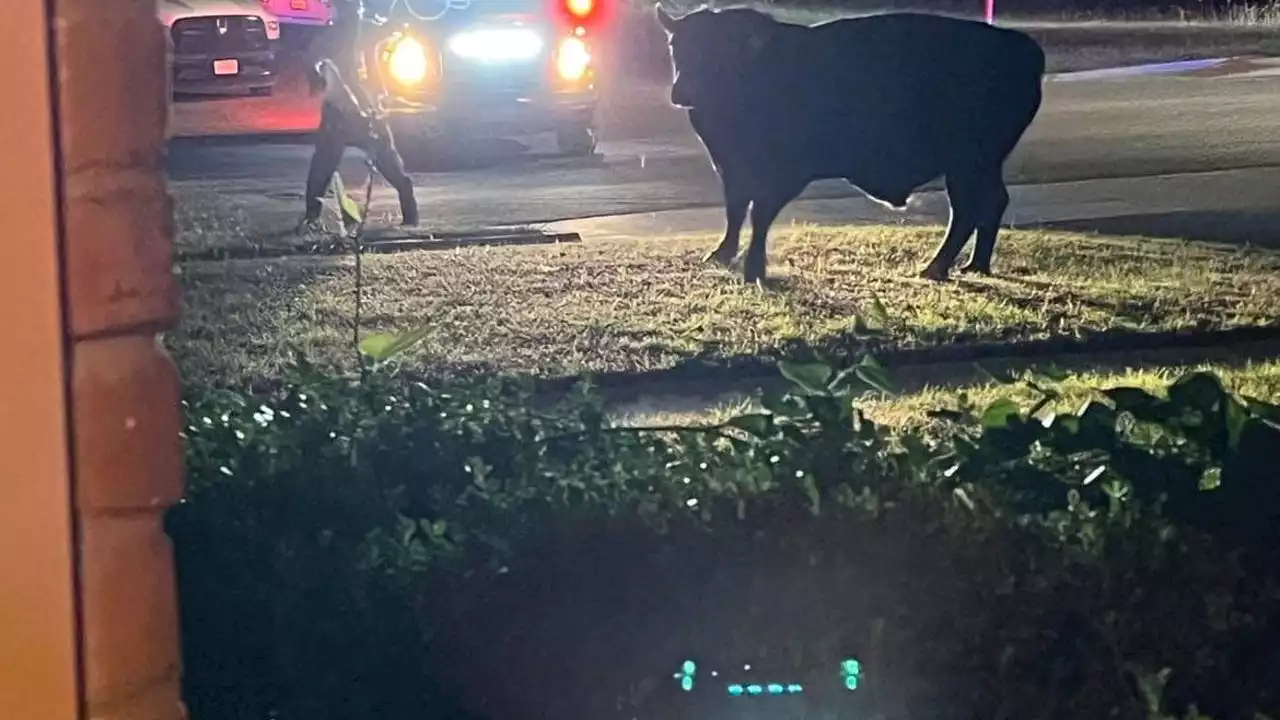 Bull returned to owner after getting loose in Denton