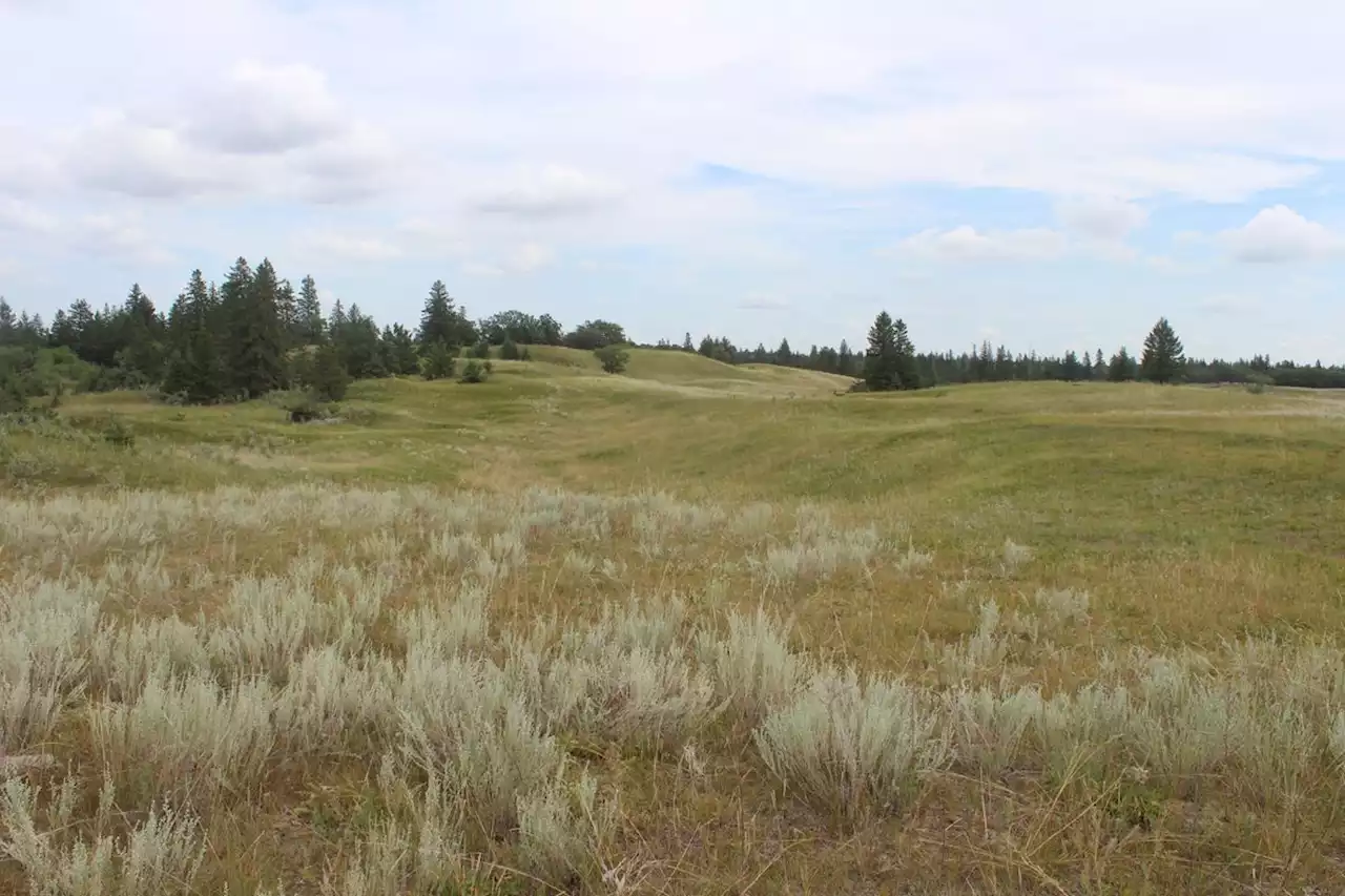 Nature Conservancy of Canada releases action plan to protect iconic Prairie grasslands