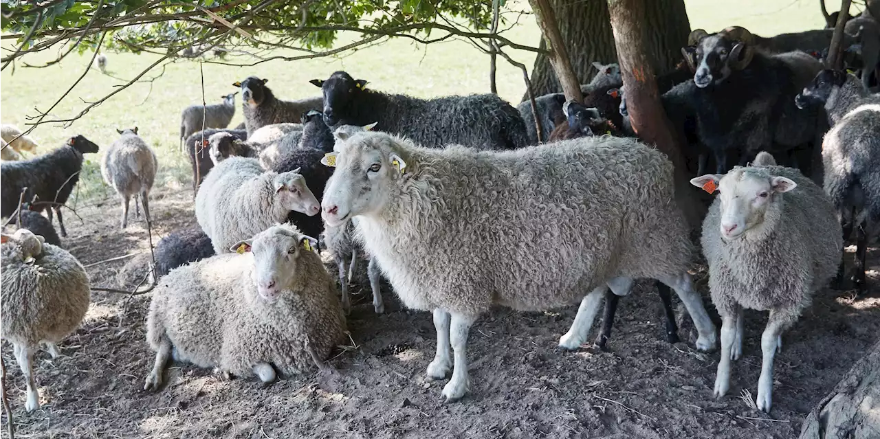 Två dräktiga får drunknade efter hundattack