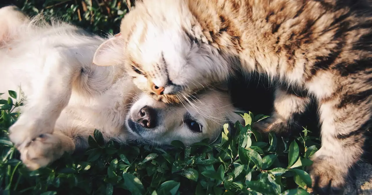 A cani e gatti, sempre più umanizzati, manca solo la comunione