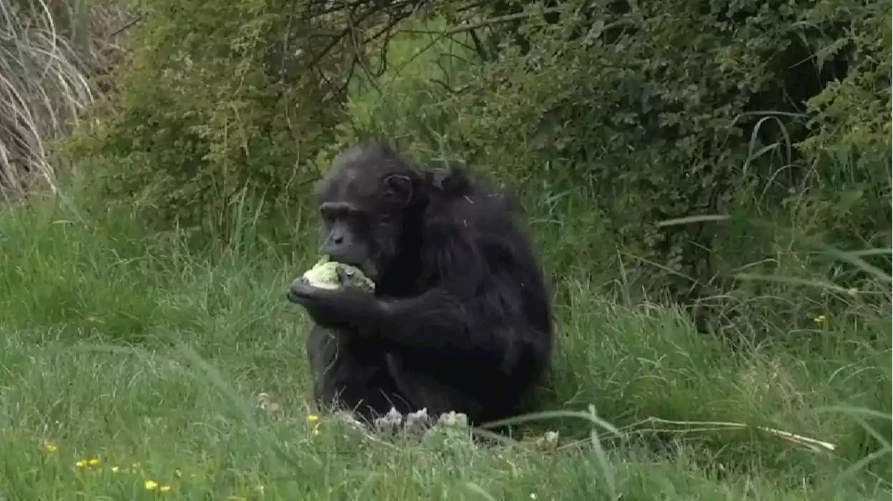 El chimpancé Koko cumple 50 años: tiene artritis pero es el mamífero más veterano del zoo de Reino Unido