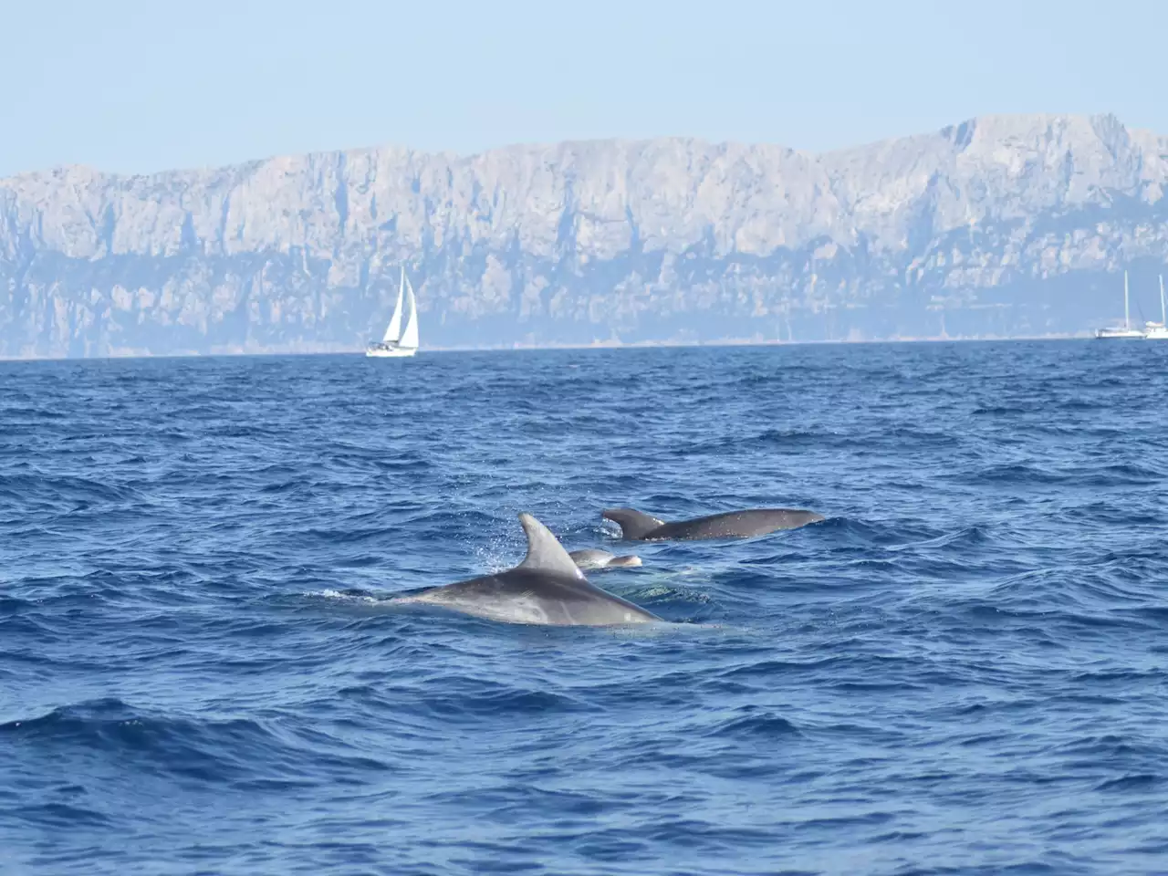 Al via Festivalmar nel Golfo degli Aranci, in Sardegna - iO Donna