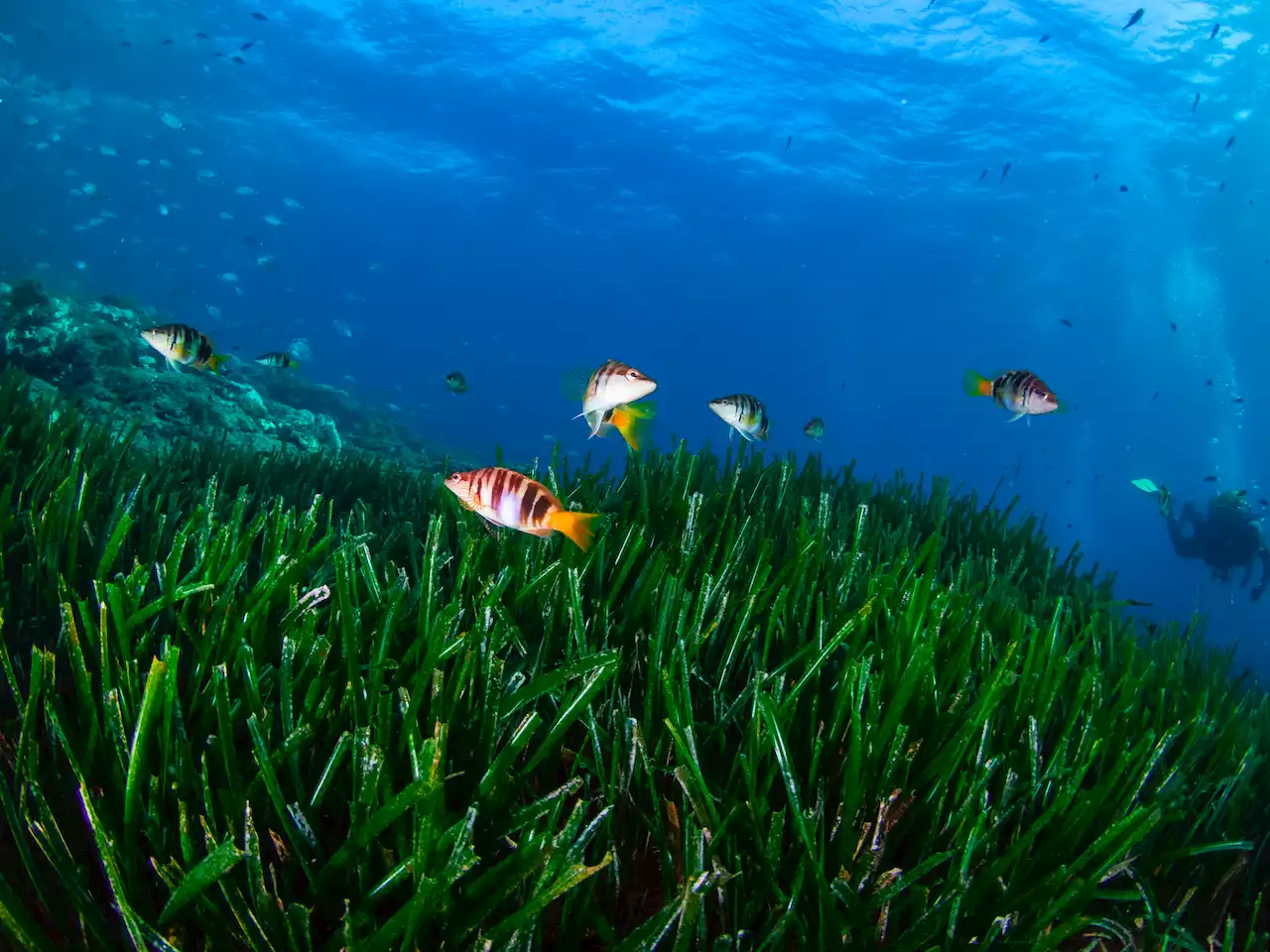 Salviamo gli oceani, la scoperta dell'acqua calda - iO Donna