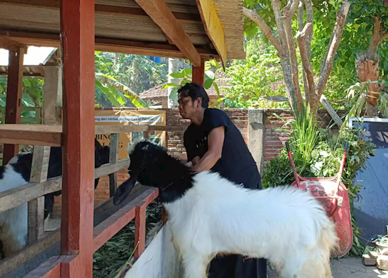 Pilihan Hewan Kurban Beralih ke Kambing Gegara Wabah LSD-PMK