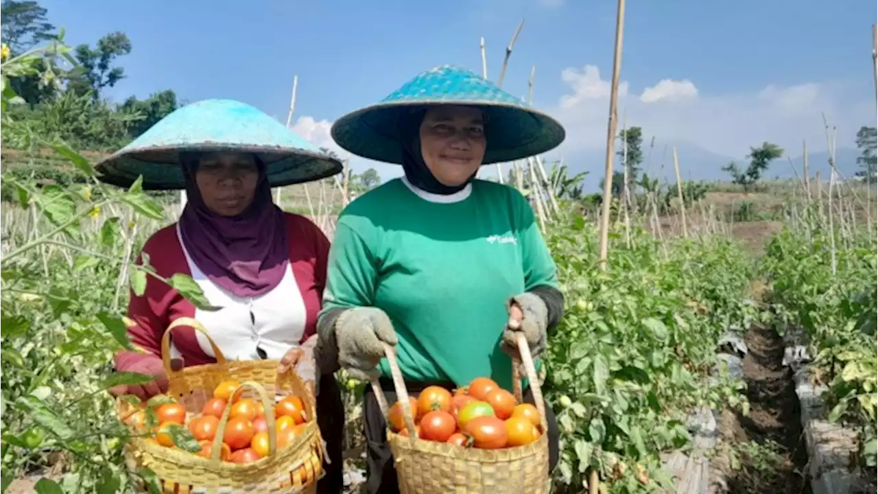 Pupuk Non-Subsidi Naik Dua Kali Lipat, Petani Pasrah