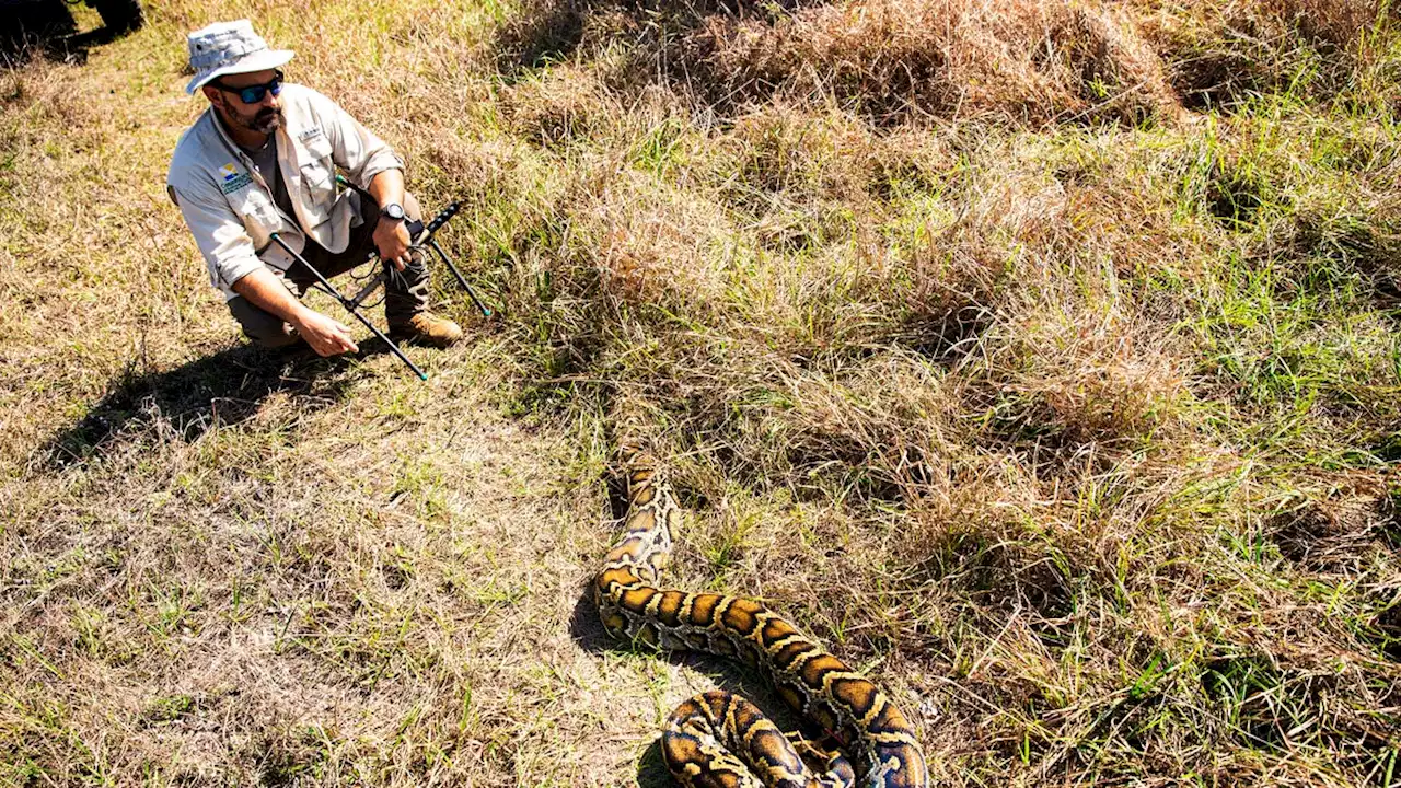 Scout pythons help scientists battle spread of giant snakes as program passes 10th year