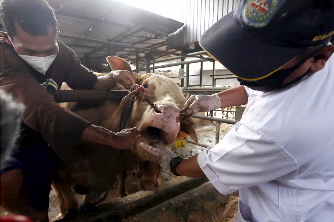 Jelang Iduladha, Pemprov DKI Waspadai 3 Penyakit Hewan Kurban Ini