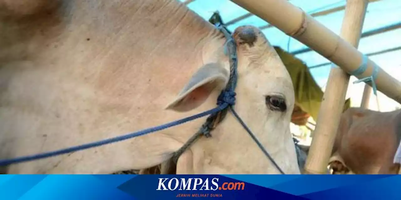 Pemkot Tangsel Keliling ke Tempat Pedagang, Pastikan Tak Ada Hewan Kurban Terjangkit LSD