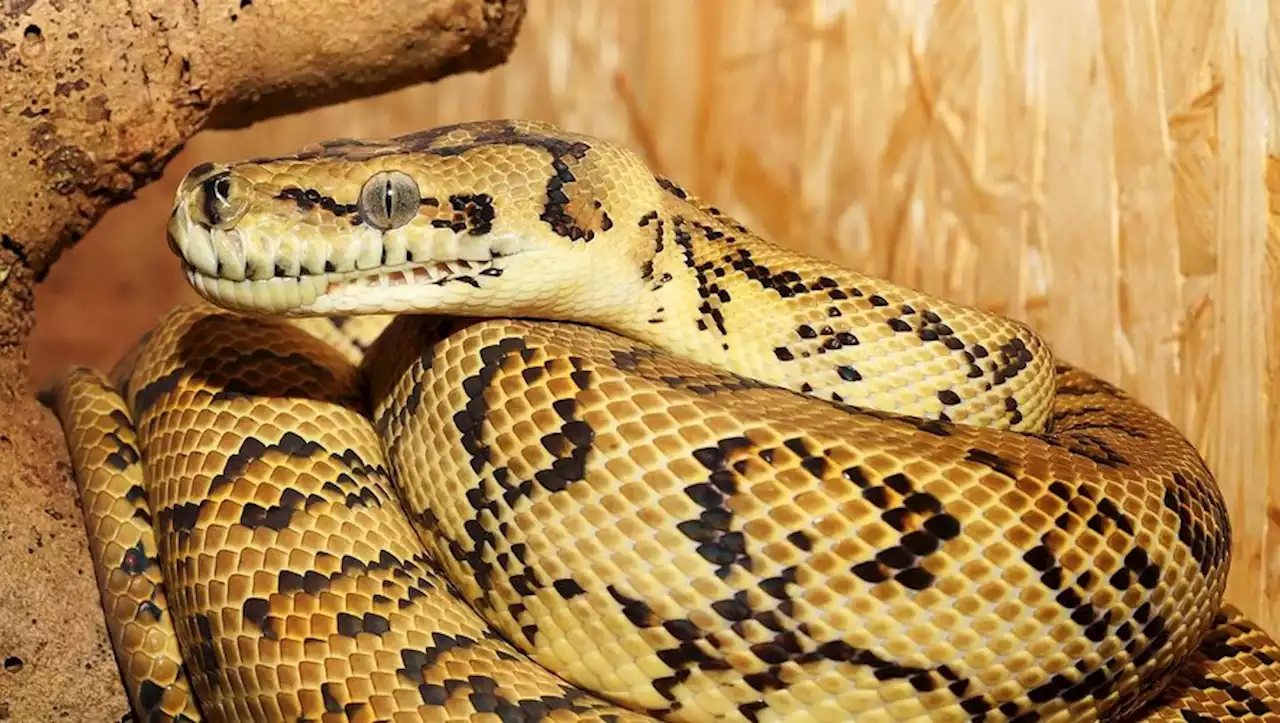 'Le serpent est ressorti par la cuvette des toilettes' : elle retrouve un python de deux mètres dans ses WC