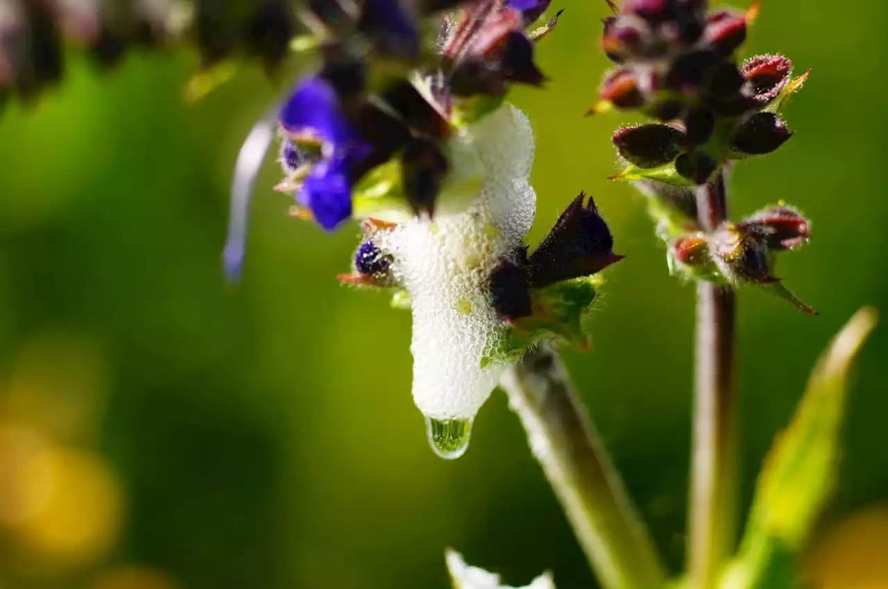 Experts warning over potentially ‘harmful’ plant froth & why you should report it