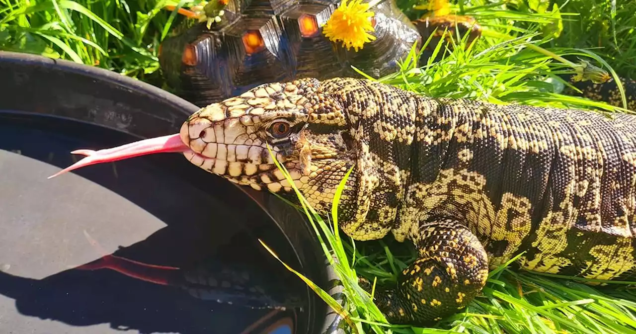 Four-foot lizard that can 'run like a T Rex' on the loose as public is warned