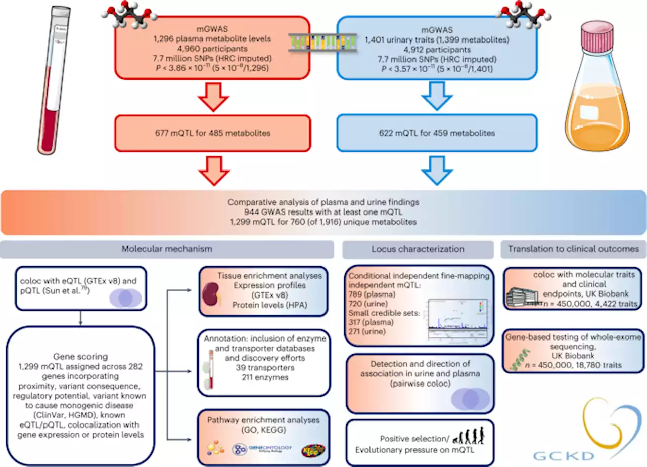 Genetic studies of paired metabolomes reveal enzymatic and transport processes at the interface of plasma and urine - Nature Genetics