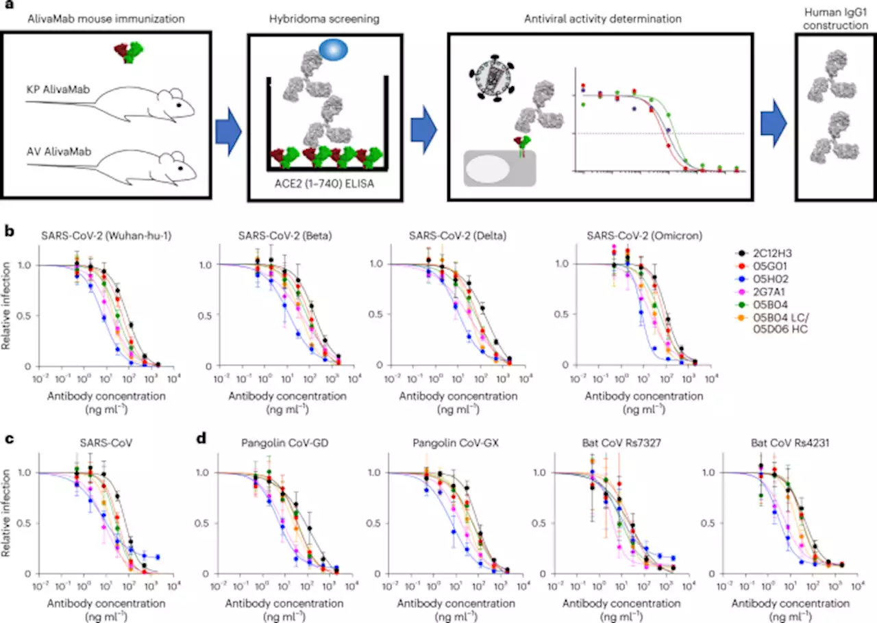 Pan-sarbecovirus prophylaxis with human anti-ACE2 monoclonal antibodies - Nature Microbiology