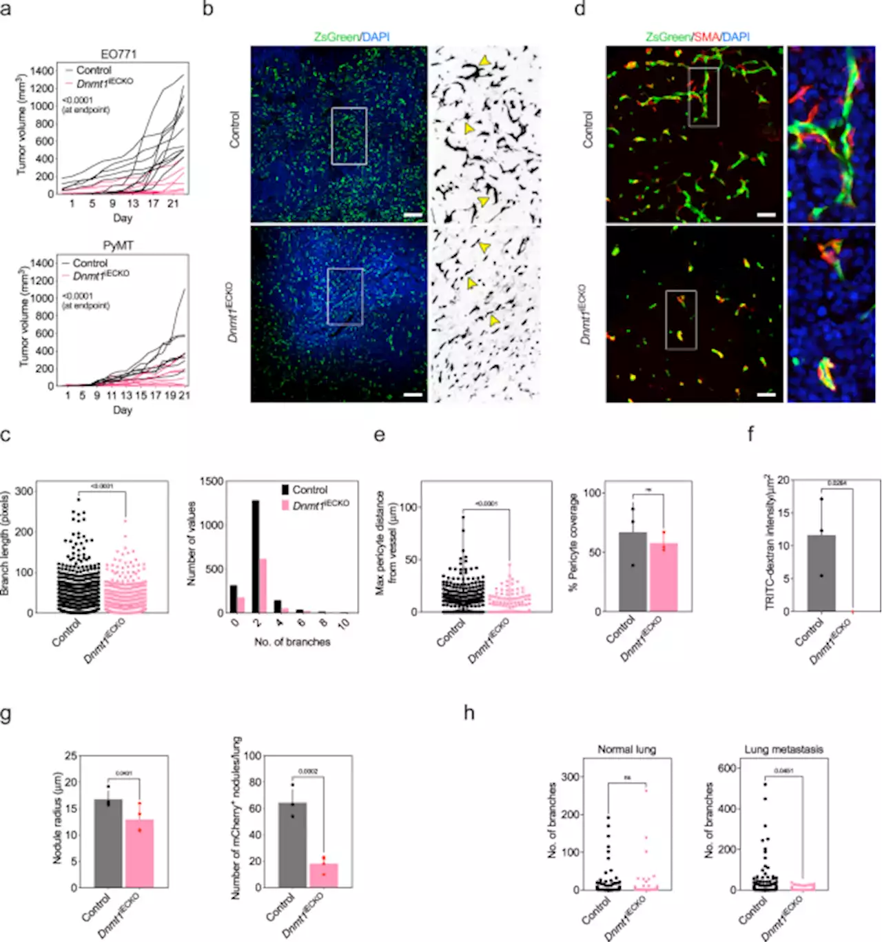 Priming a vascular-selective cytokine response permits CD8+ T-cell entry into tumors - Nature Communications