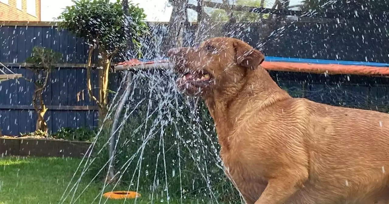 B&M dog cooling product is the best £10 I ever spent