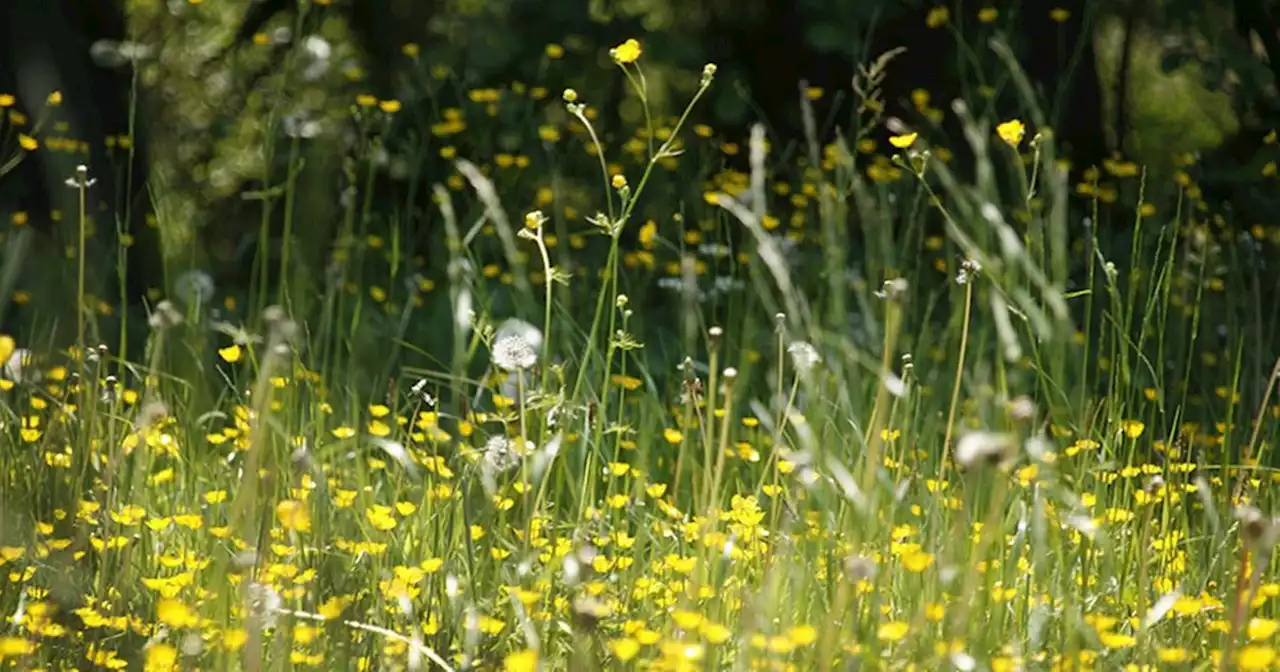 Met Office pollen count update is bad news for hay fever sufferers