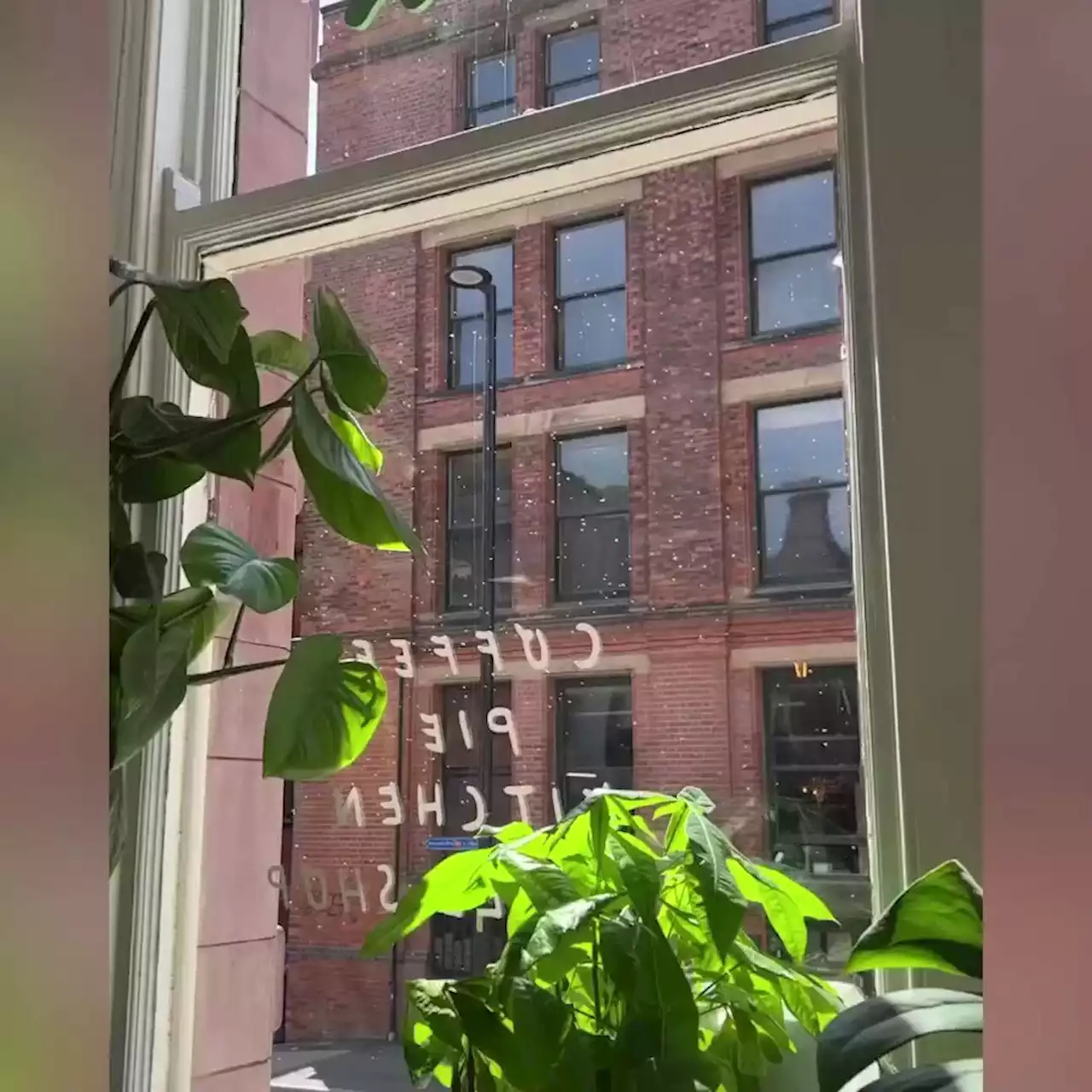 Moment thousands of bees swarm onto table at popular Manchester café