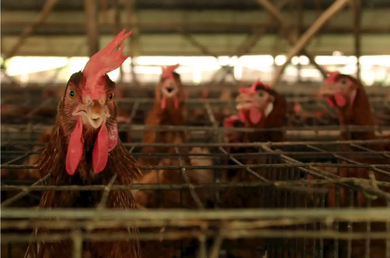 500 000 chickens culled in latest WC bird flu outbreak