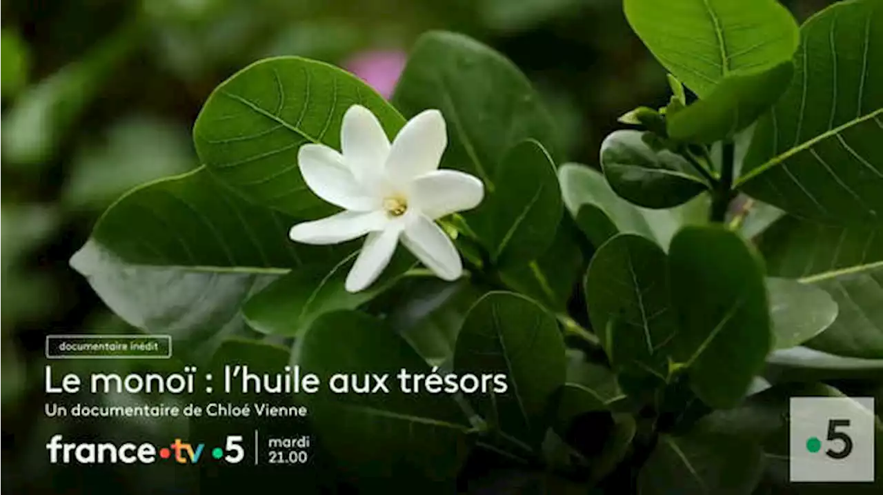 « Le monoï : l'huile aux trésors », un documentaire inédit sur France 5 ce mardi 6 juin 2023 (Bande-annonce)