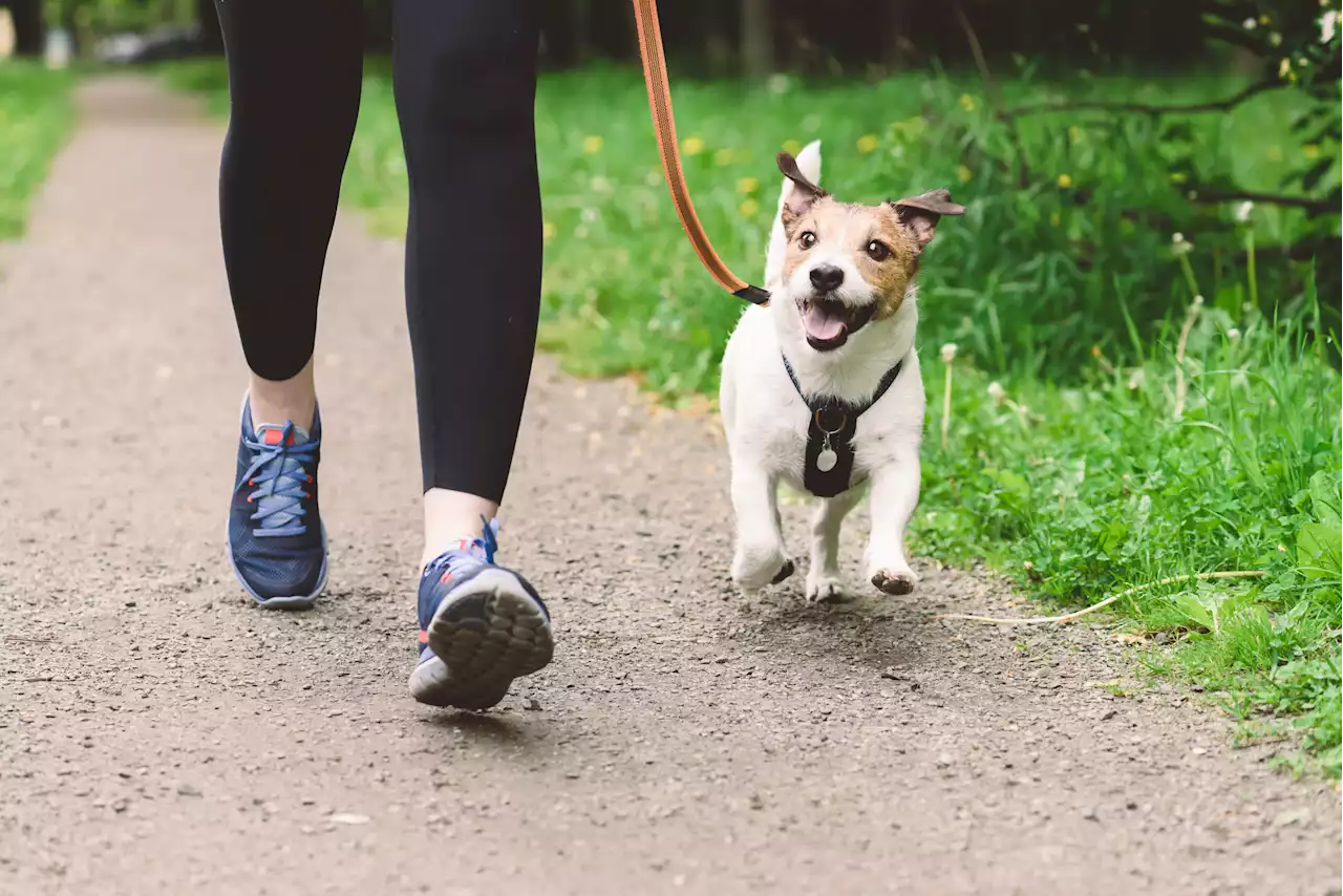 How long you should be walking your dog based on their breed