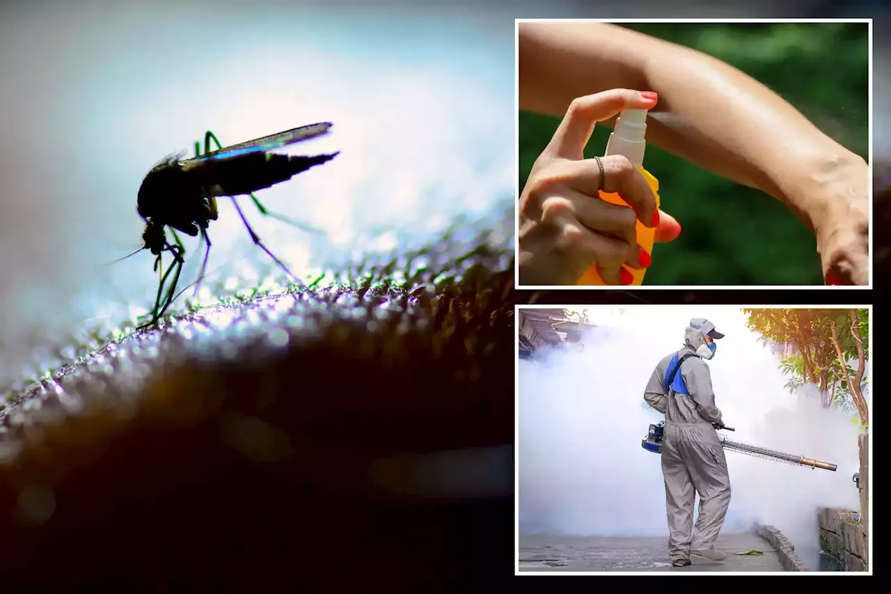 The top 50 US cities for mosquitoes: See where yours ranks | United ...