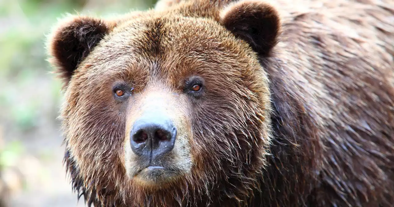 Couple Claims Bear Fitted With Camera Illegally Spied on Them