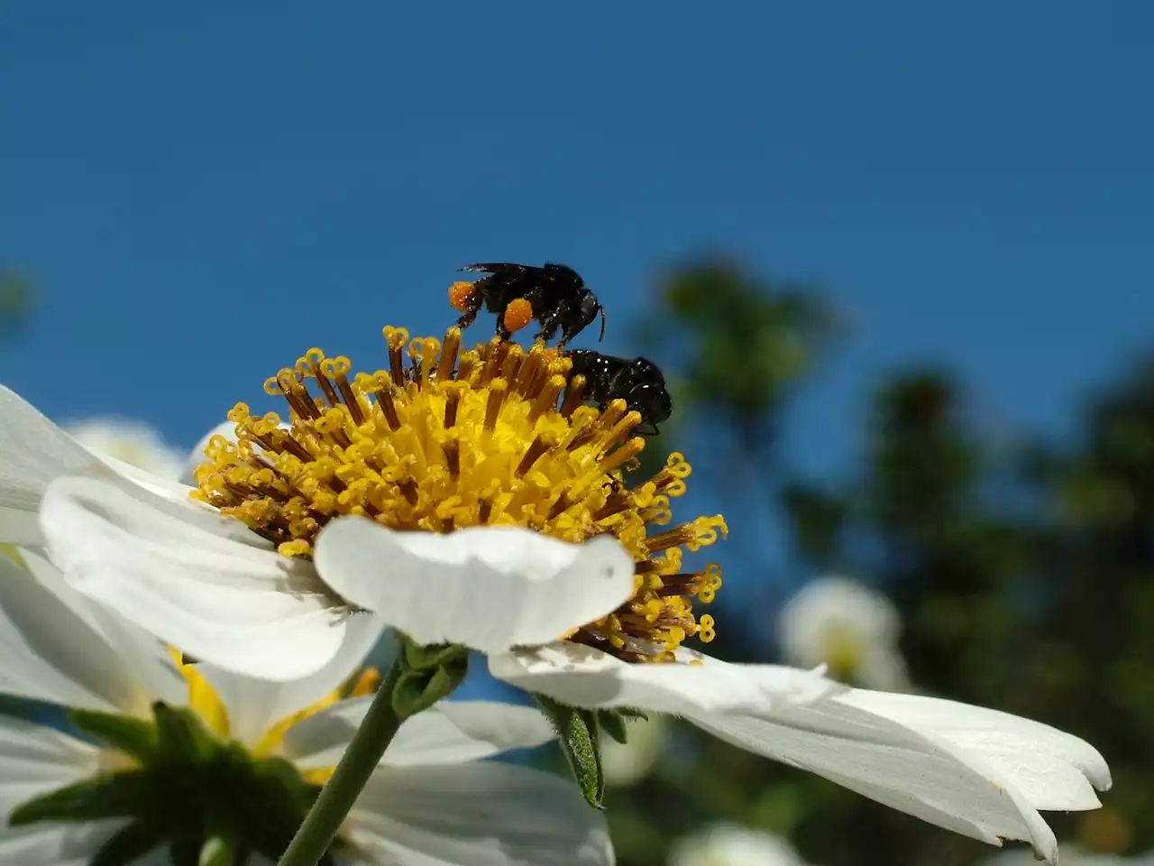 Human factors affect bees' communication, researchers find