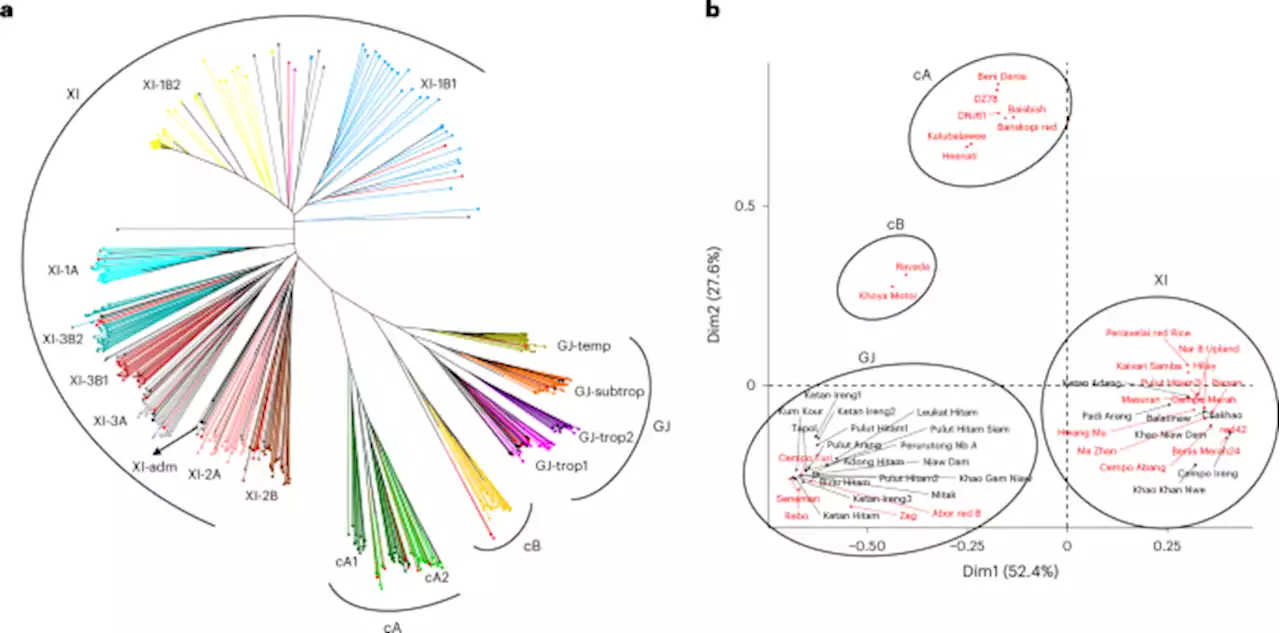 Multi-omics resources for targeted agronomic improvement of pigmented rice - Nature Food