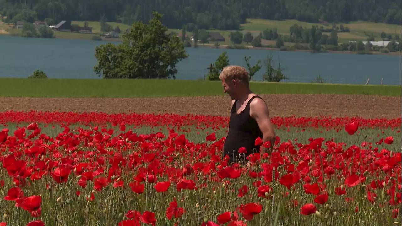 «Alle haben Freude ausser ich»: Mohn-Feld verdirbt Bauer die Ernte