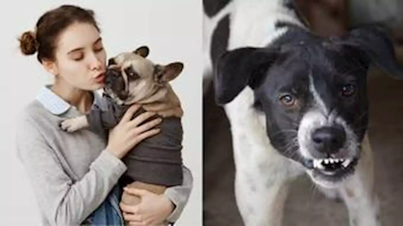 Beijos, roupas, acessórios e mais: 7 coisas que os humanos fazem e os cachorros detestam