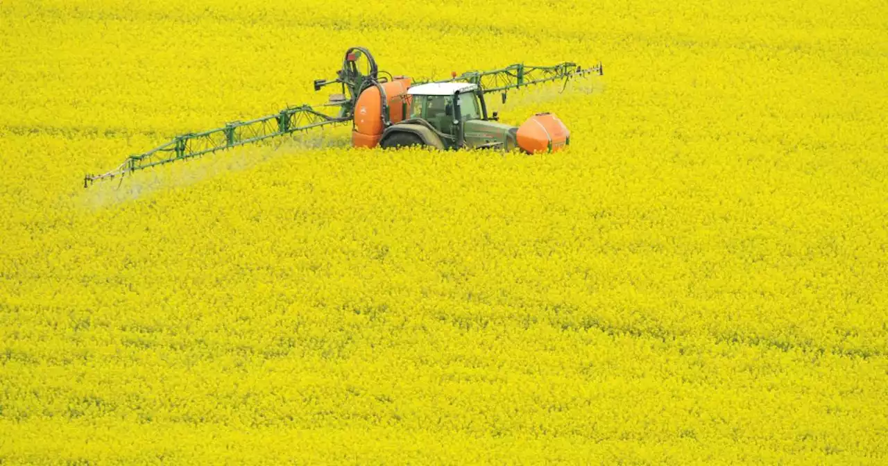 EU-Naturschutz in Gefahr: Kann die Landwirtschaft auf Pestizide verzichten?