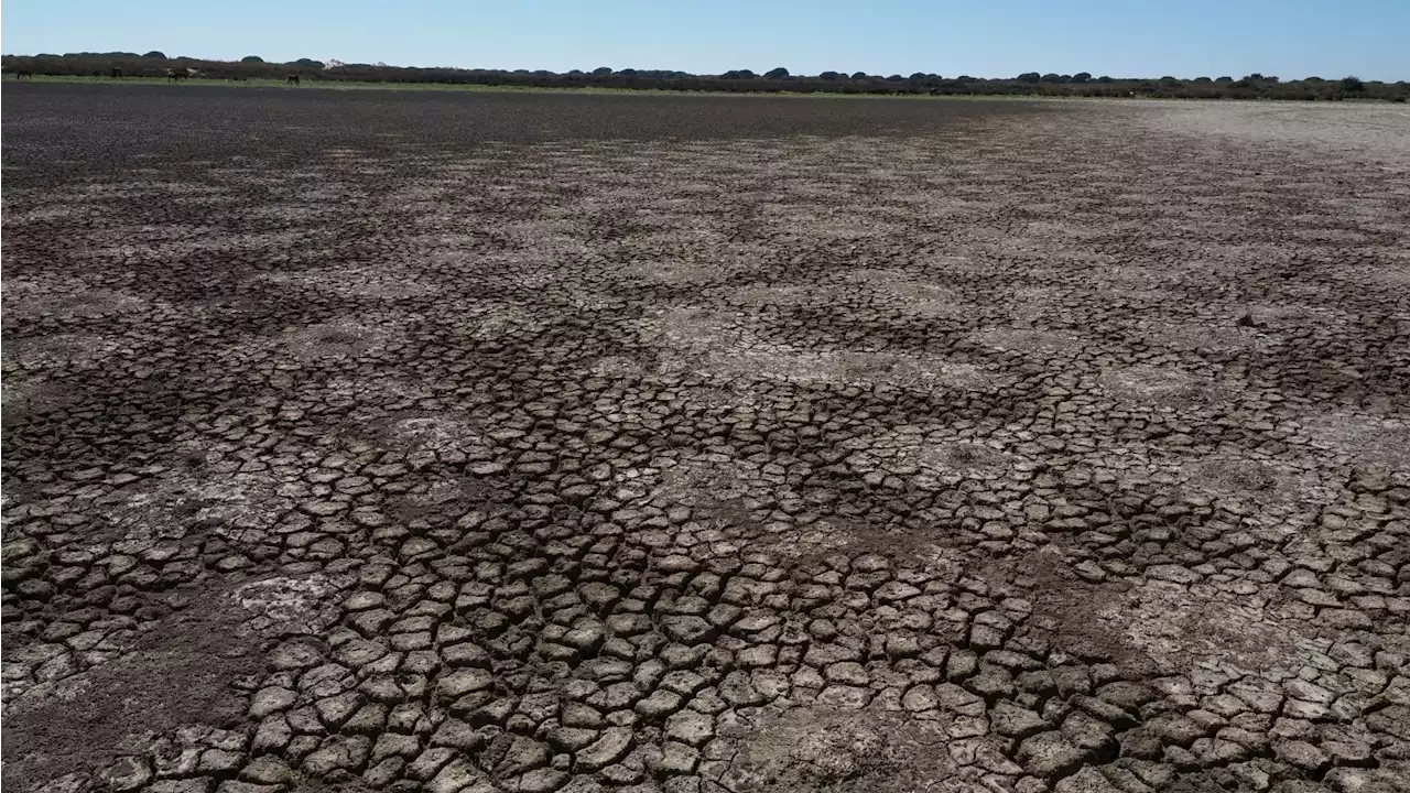 Más allá de Delibes: las voces que PP y Vox no quieren escuchar sobre Doñana