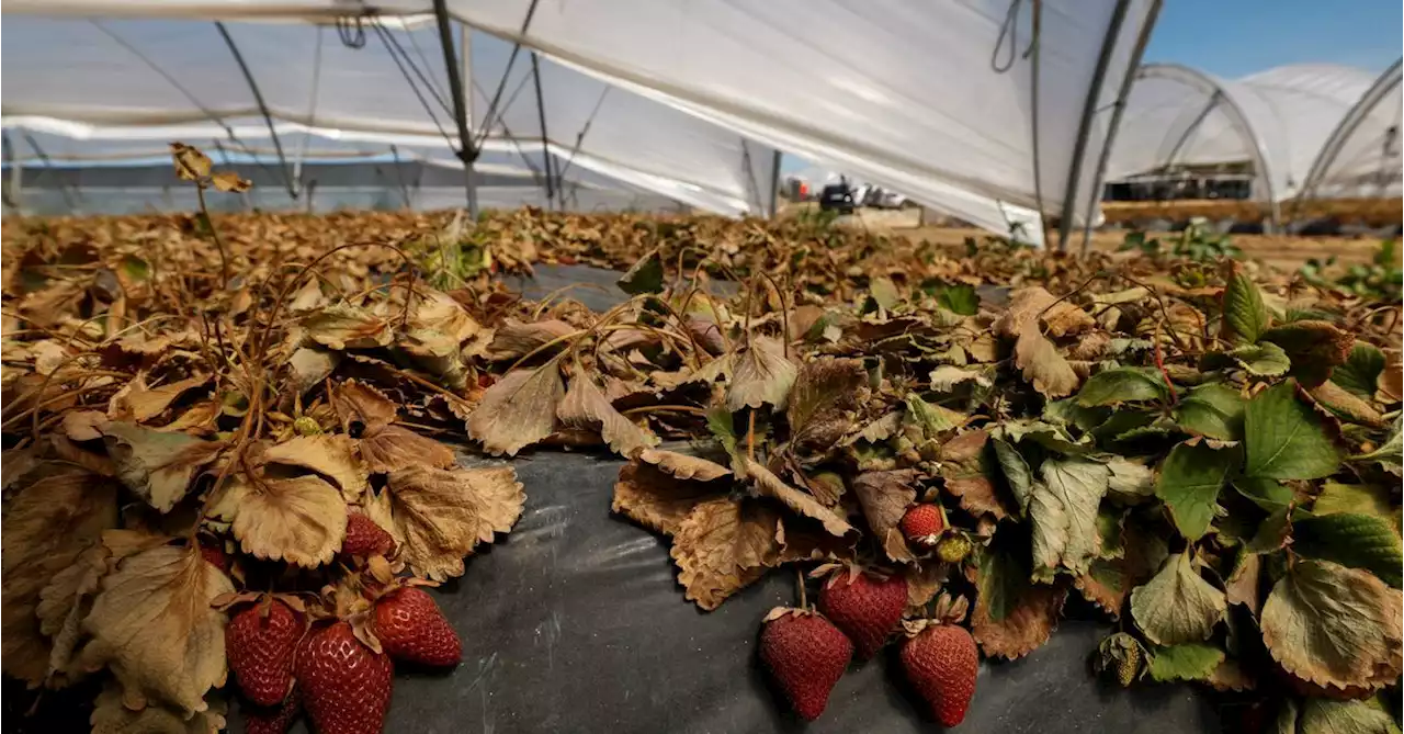 German MPs scrap Spanish strawberry fields visit as election water wars heat up