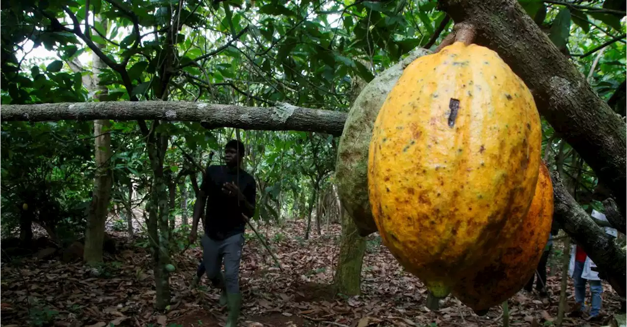 Heavy rain in Ivory Coast raises cocoa disease fears, farmers say