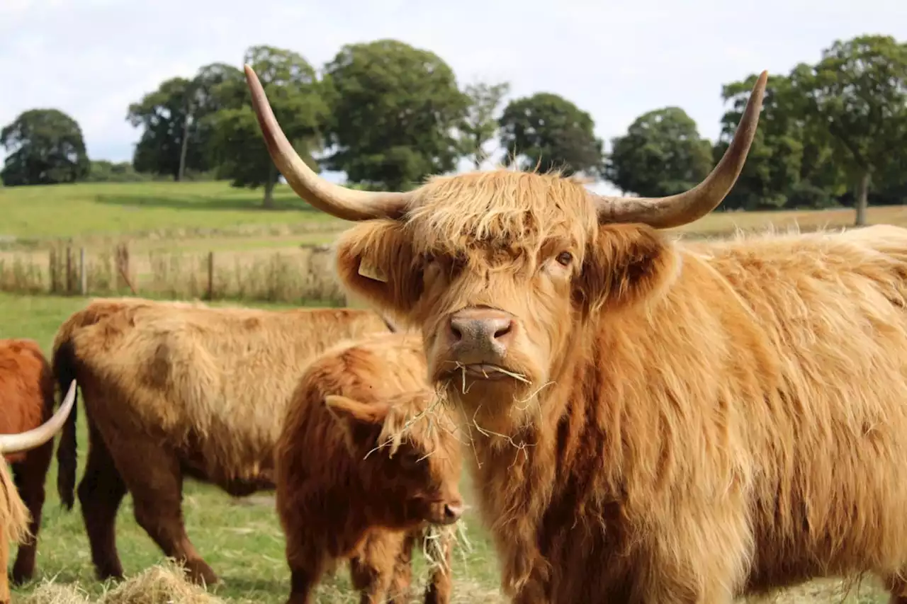 Open Farm Sunday at Ellesmere Estate