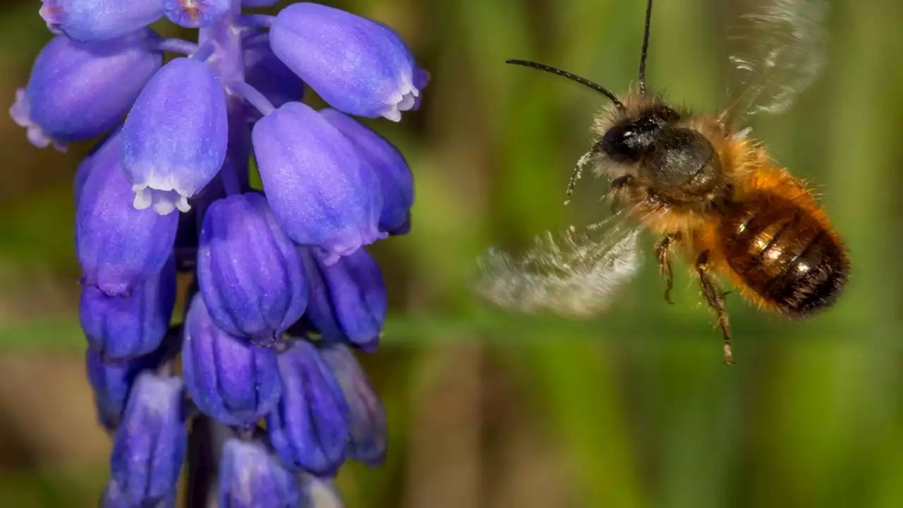 Ich habe mir Bienen aus dem Internet in den Garten gestellt – und öffnete damit die Büchse der Pandora (stern+)