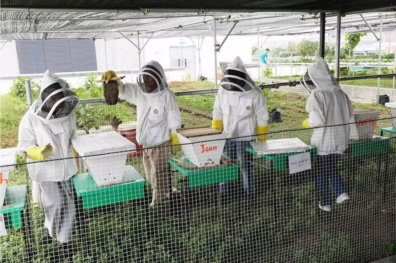 Bee sanctuary set up on SUSS rooftop as rescue and beekeeping gains traction in S’pore